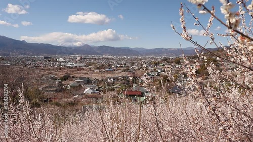 神奈川県小田原市　梅