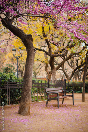Photography Blooming tree and lonely bench at Guell park in Barcelona