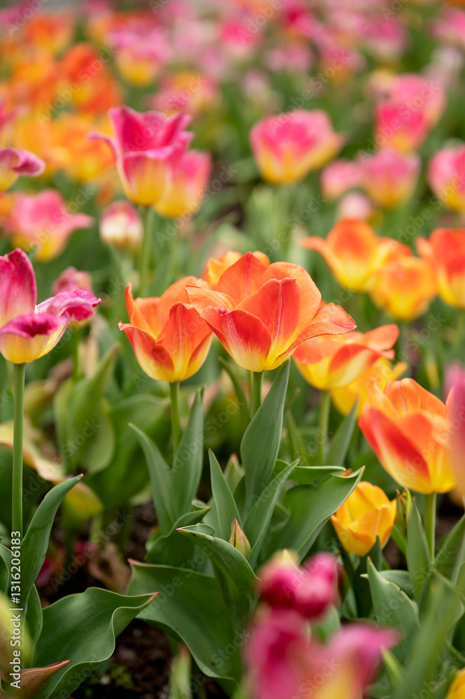 A field of vibrant orange, pink, and yellow tulips blooming in spring A field of vibrant orange, pink, and yellow tulips blooming in spring