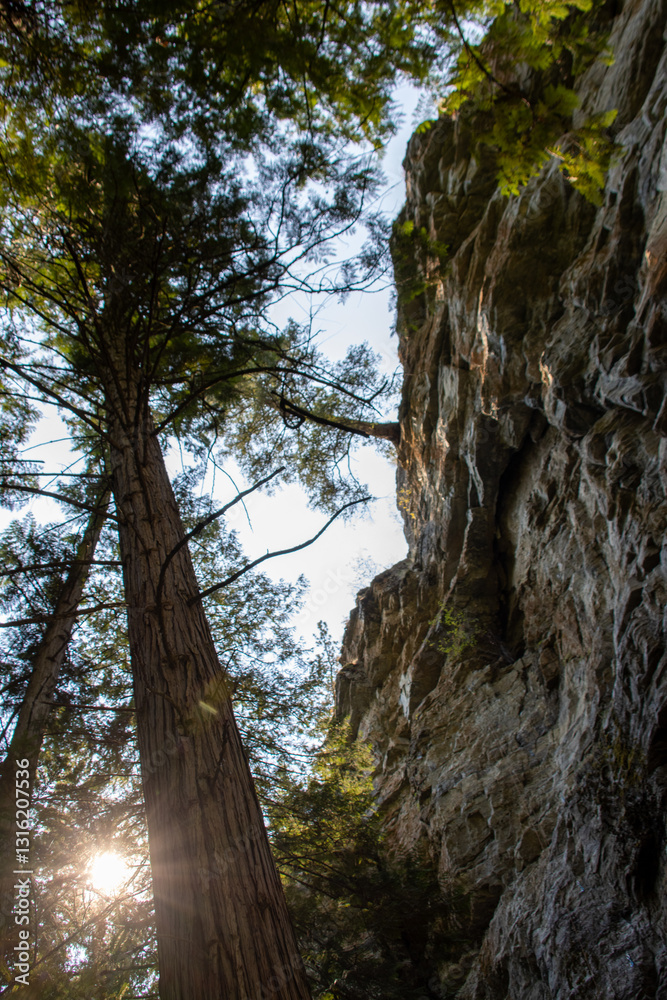 Sunlight peeks through tall coniferous trees beside a rocky cliff. Sunlight peeks through tall coniferous trees beside a rocky cliff.