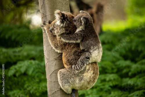 Photography A baby australian koala (Phascularctos cinereous) being carried by its mother