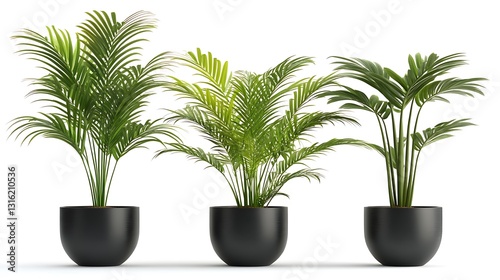 Lush green palm plants collection pictures