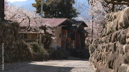 神奈川県小田原市　梅