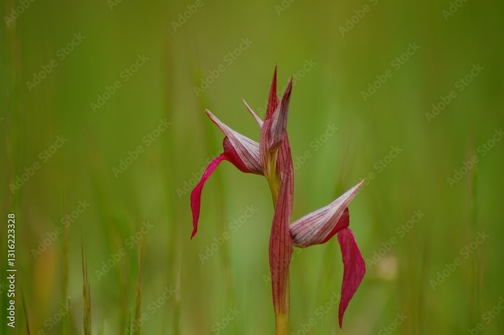 Wonderful background of tongue orchid (Serapias lingua) isolated over defocussed green background. Wonderful background of tongue orchid (Serapias lingua) isolated over defocussed green background.