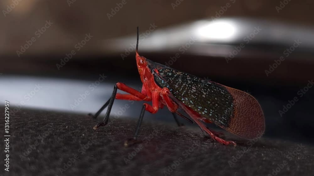 Rare bug black and red variety, India
