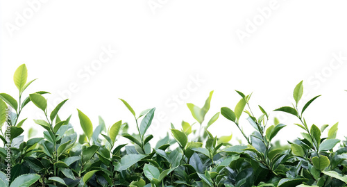 Wallpaper Mural "Realistic Tea Garden with Lush Green Leaves in a Horizontal Perspective, High-Resolution Photography" Torontodigital.ca