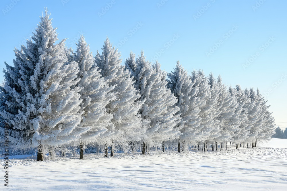 A row of frozen pine trees forming a natural barrier against winter winds. A row of frozen pine trees forming a natural barrier against winter winds.