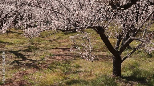 神奈川県小田原市　梅