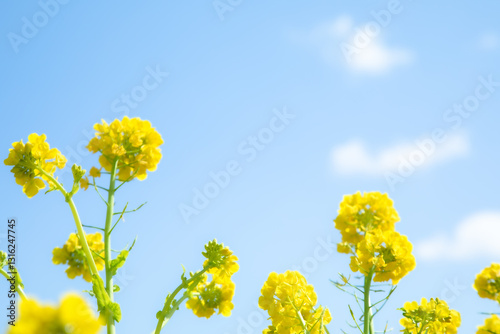 春の花畑