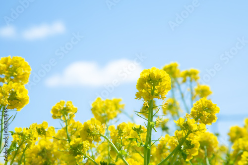 春の花畑