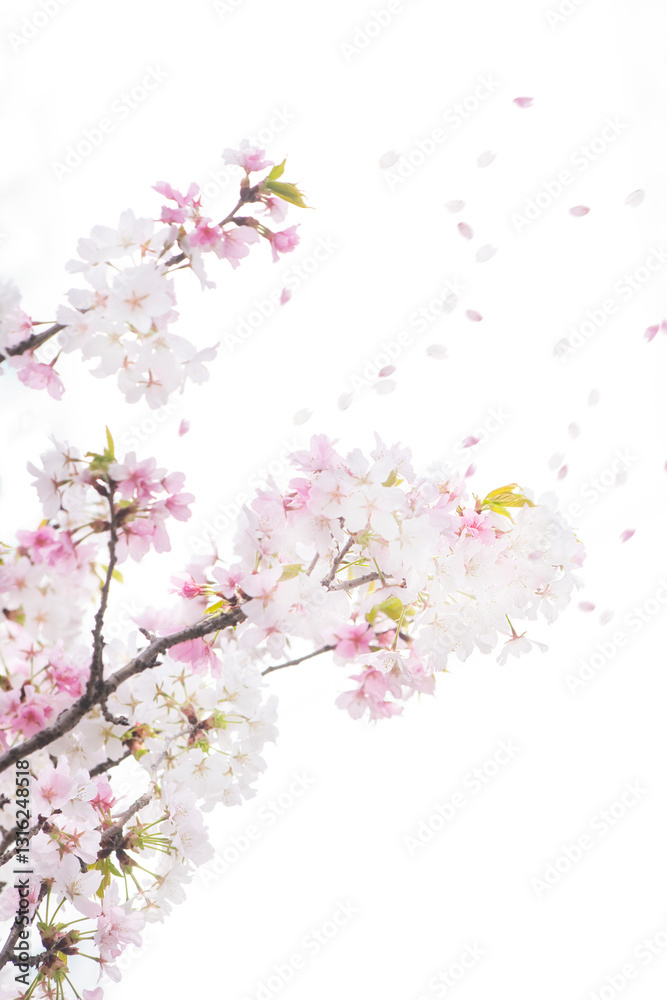 Obraz premium 봄소식을 알리는 만개한 벚꽃들과 하늘