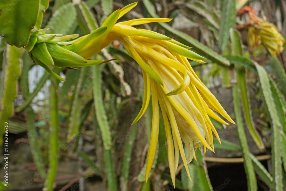 Obraz premium Macro Shot of Dragon Fruit Bud Growing on Cactus Branch