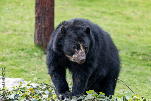 Spectacled bear (Tremarctos ornatus), known as the South American bear, Andean bear, Andean short-faced bear or mountain bear. Jaime Duque Park, Metropolitan Area of Bogota, Colombia. photo