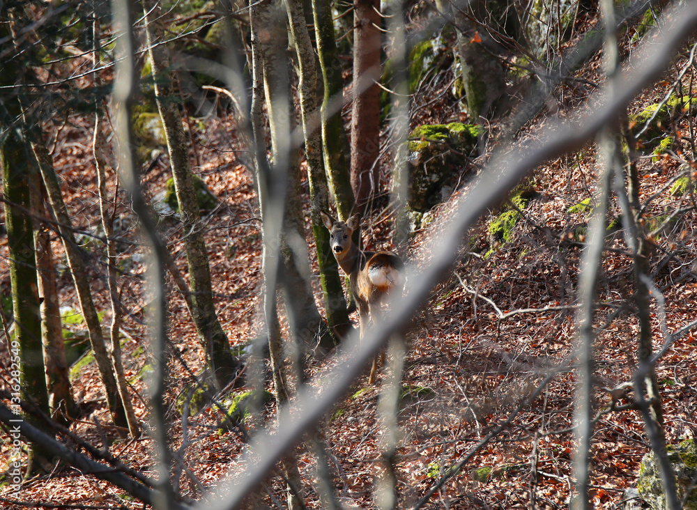 camouflaged roe deer looking around warily among the branches of the forest in autumn camouflaged roe deer looking around warily among the branches of the forest in autumn