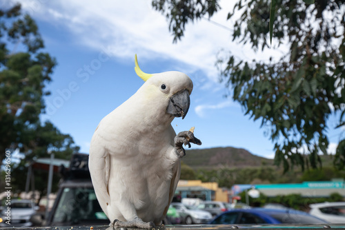frecher Gelbhaubenkakadu klaut das fressen aus den Mülleimern im Park in Grampians-Nationalpark.  photo