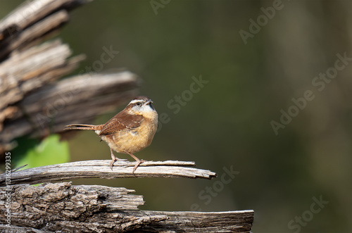 Carolina wren on a fallen tree