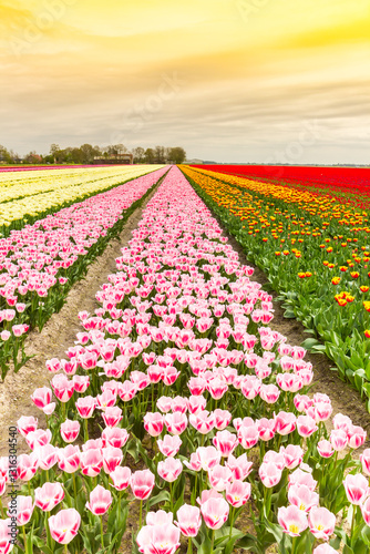 Obraz na płótnie Colorful sky and tulips in springtime in Noordoostpolder, Netherlands w salonie