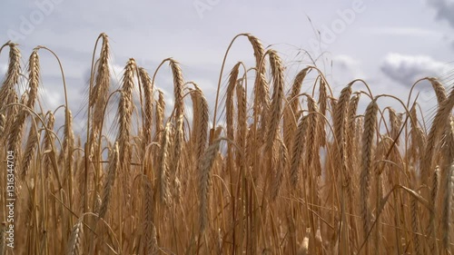 Ripe barley on a cloudy day in summer 