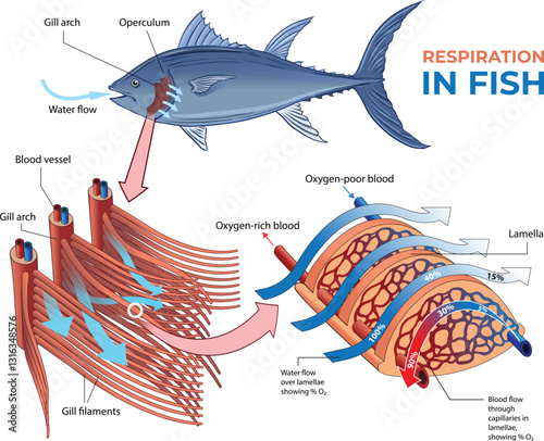 illustration of fish respiratory system 