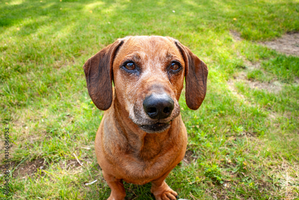 cute dachshunf in the garden looking into camera cute dachshunf in the garden looking into camera
