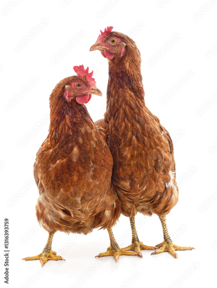 Fototapeta premium Two young chickens.