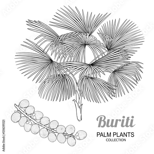 Buriti Plant with Fruit Outline Illustration. Organic natural nutritional healthy food ingredient, vegetarian diet product. Vector isolated for design or decoration. photo