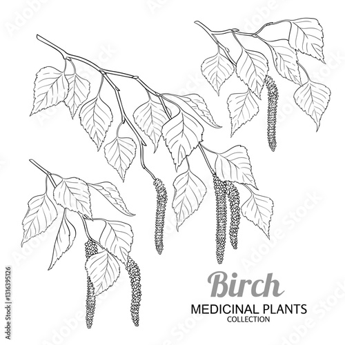 Birch Branch with Flowers and Leaves Outline Illustration. Essential oil ingredient for cosmetics, spa, aromatherapy, health care, alternative medicine. Vector isolated for design or decoration.