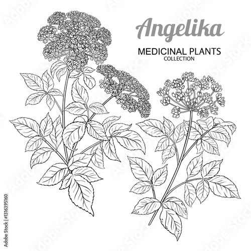 Angelika Plant with Flowers Outline Illustration.