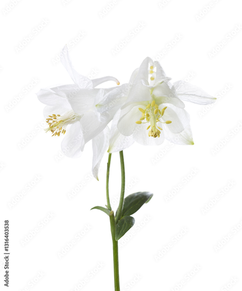 Two white Aquilegia flowers isolated on a white background.