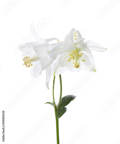 Obraz na płótnie Two white Aquilegia flowers isolated on a white background. w salonie