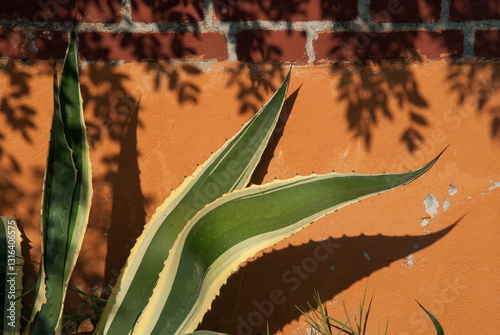 agave leaves with grunge orange  background with bricks  