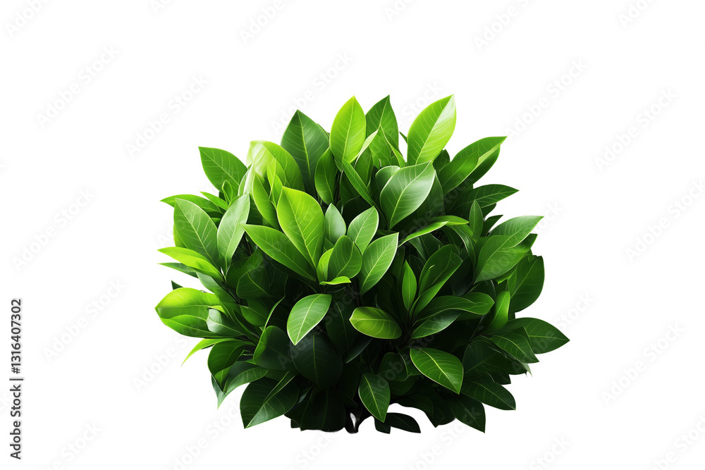 Grüner Busch mit dichten Blättern, PNG mit transparentem Hintergrund
Grüner Busch mit dichten Blättern, PNG mit transparentem Hintergrund