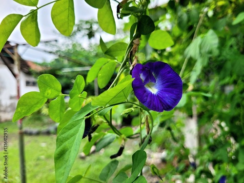 a view of purple flowers that have bloomed and are very beautiful