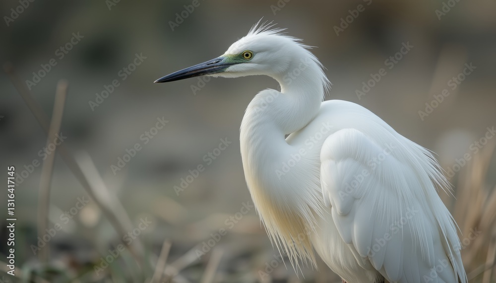 Great Egret with White Feathers and Long Beak Great Egret with White Feathers and Long Beak