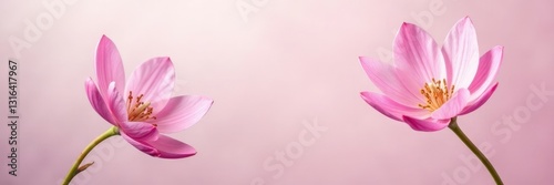 Pink petals unfolding on delicate white stems, white, pink