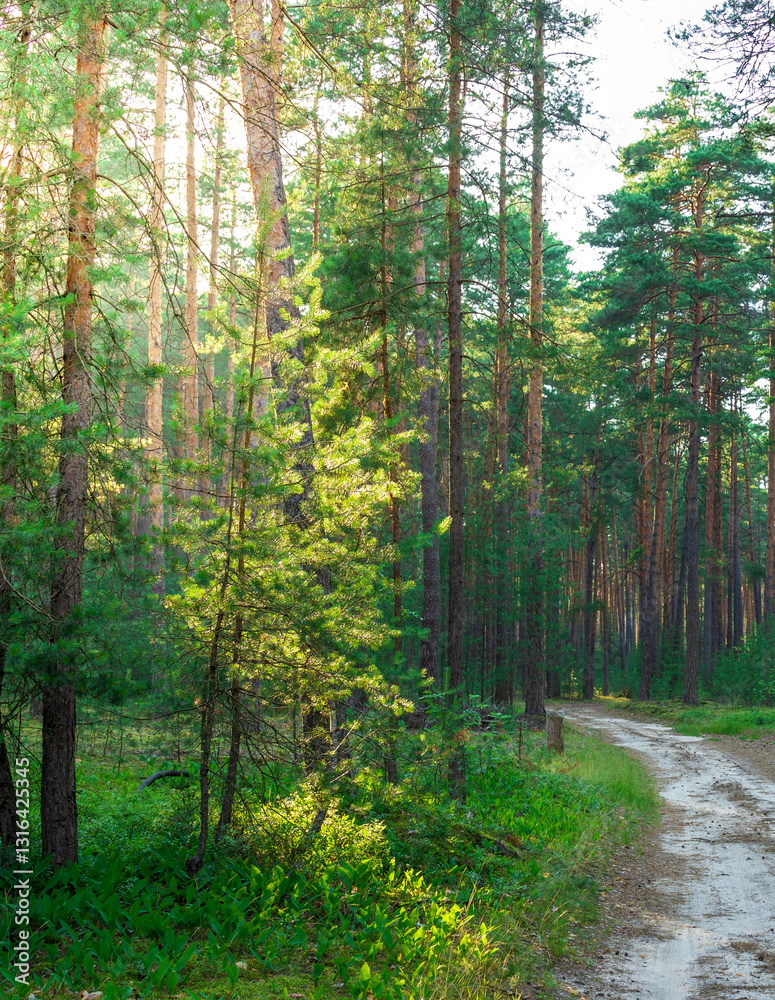 Obraz premium Forest with a dirt road in the middle