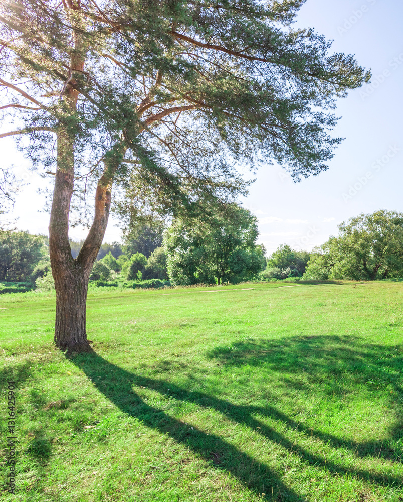 Obraz premium Large tree casts a shadow on a lush green field