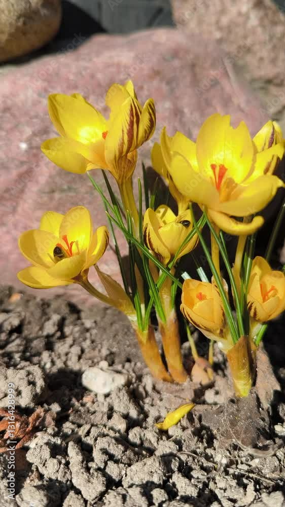 bouquet of yellow tulips bees pollinate yellow crocuses bouquet of yellow tulips bees pollinate yellow crocuses