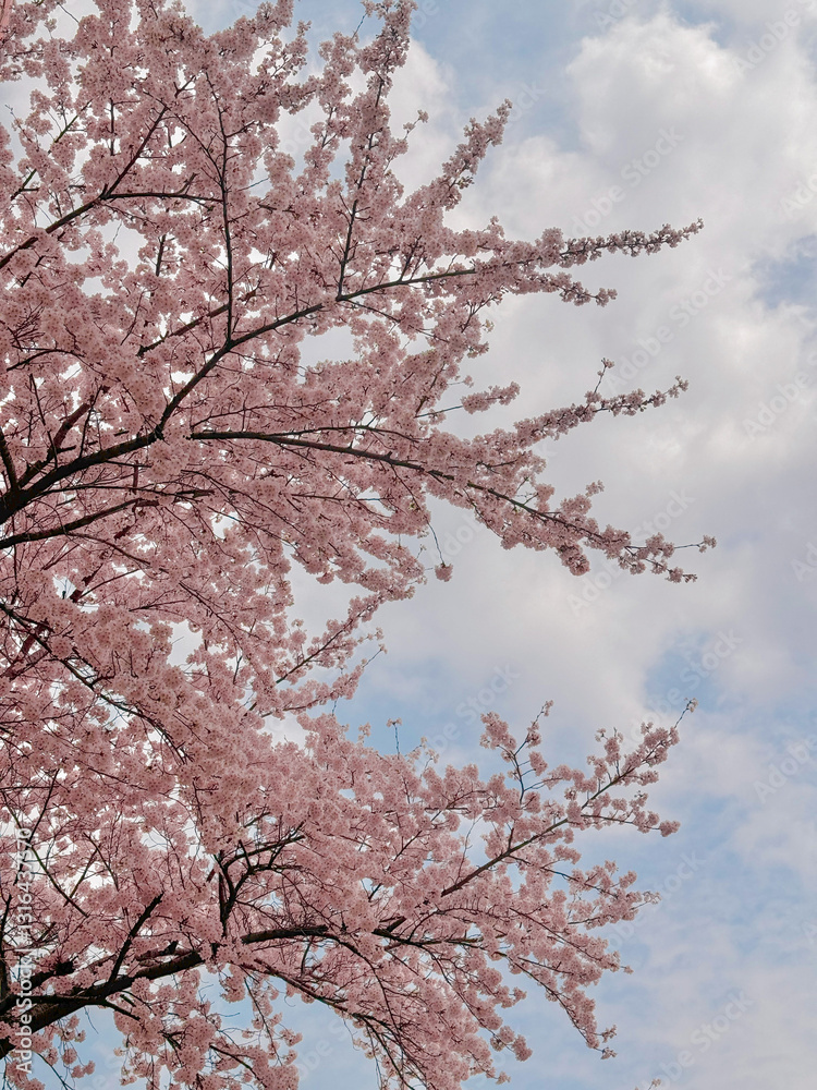 pink cherry blossom pink cherry blossom