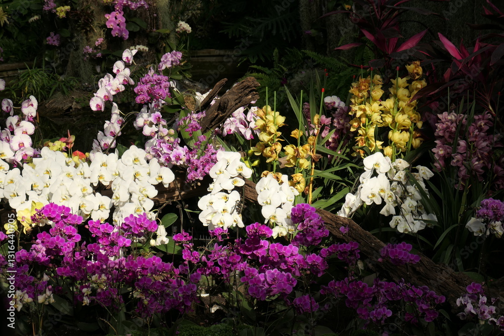 Fototapeta premium A Gorgeous Orchid Display