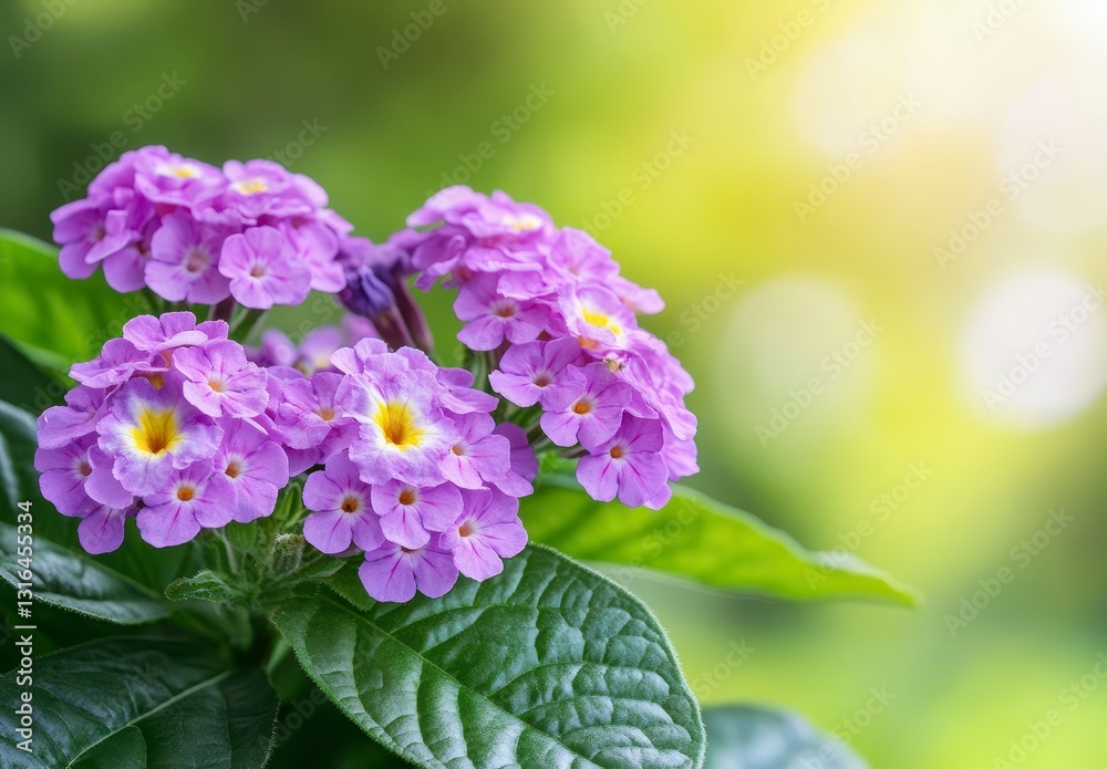 Vibrant Purple Flowers with Yellow Centers and Lush Green Leaves in Soft Sunlight Vibrant Purple Flowers with Yellow Centers and Lush Green Leaves in Soft Sunlight