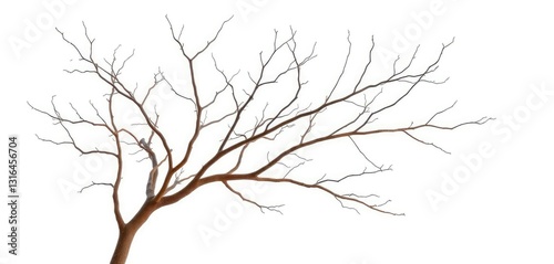 Bare, intricately branched tree limbs isolated on pure white backdrop, white background, dead branch