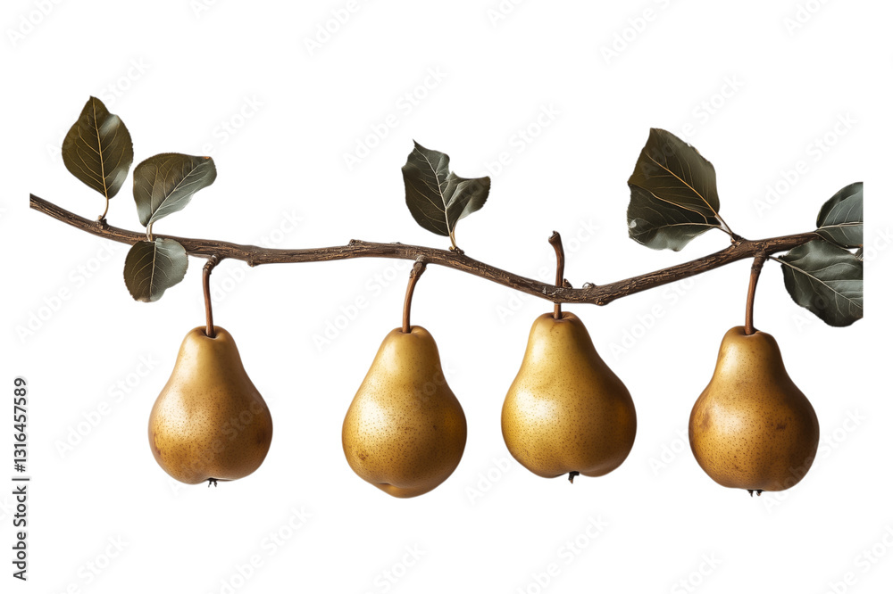 Obraz premium Four Ripe Golden Pears On A Branch Against A Transparent Backgrounds