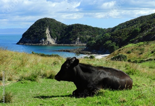 Bild auf Leinwand picturesque  smuggler's bay beach, busby head,  and dairy cow relaxing in foregr