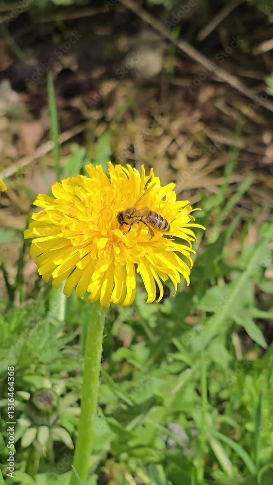 Bee on dandelion: pollination in spring. Bee on dandelion: pollination in spring.