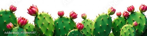 Prickly pear cactus, vibrant green pads, isolated , detail, vegetation