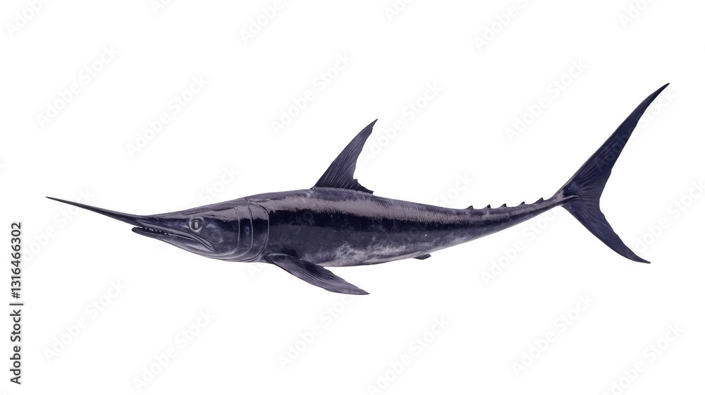 Naklejka premium Atlantic Swordfish, Aquatic Predator