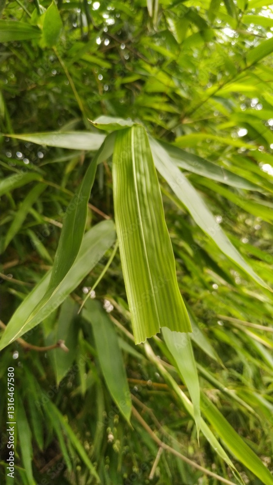 Lush green bamboo foliage (Bambusa vulgaris) with detailed leaf patterns. Perfect for tropical themes, eco-friendly designs, and serene natural backgrounds. Captures the essence of bamboo's elegance Lush green bamboo foliage (Bambusa vulgaris) with detailed leaf patterns. Perfect for tropical themes, eco-friendly designs, and serene natural backgrounds. Captures the essence of bamboo's elegance
