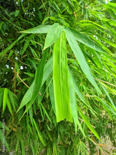 Lush green bamboo foliage (Bambusa vulgaris) with detailed leaf patterns. Perfect for tropical themes, eco-friendly designs, and serene natural backgrounds. Captures the essence of bamboo's elegance