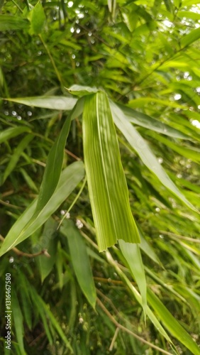 Lush green bamboo foliage (Bambusa vulgaris) with detailed leaf patterns. Perfect for tropical themes, eco-friendly designs, and serene natural backgrounds. Captures the essence of bamboo's elegance